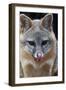 Grey Fox (Urocyon Cinereoargenteus) Licking Nose, Captive, Mexico City-Claudio Contreras-Framed Premium Photographic Print