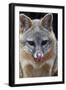 Grey Fox (Urocyon Cinereoargenteus) Licking Nose, Captive, Mexico City-Claudio Contreras-Framed Premium Photographic Print