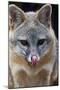 Grey Fox (Urocyon Cinereoargenteus) Licking Nose, Captive, Mexico City-Claudio Contreras-Mounted Premium Photographic Print