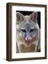 Grey Fox (Urocyon Cinereoargenteus) Licking Nose, Captive, Mexico City-Claudio Contreras-Framed Photographic Print