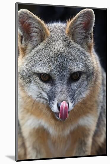 Grey Fox (Urocyon Cinereoargenteus) Licking Nose, Captive, Mexico City-Claudio Contreras-Mounted Photographic Print