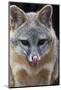 Grey Fox (Urocyon Cinereoargenteus) Licking Nose, Captive, Mexico City-Claudio Contreras-Mounted Photographic Print