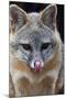 Grey Fox (Urocyon Cinereoargenteus) Licking Nose, Captive, Mexico City-Claudio Contreras-Mounted Photographic Print