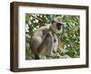 Grey (Hanuman) Langur Monkey in This Sacred Pilgrimage Town, Often Seen Begging at Temples, Katarag-Robert Francis-Framed Photographic Print