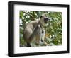 Grey (Hanuman) Langur Monkey in This Sacred Pilgrimage Town, Often Seen Begging at Temples, Katarag-Robert Francis-Framed Photographic Print