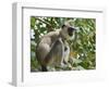 Grey (Hanuman) Langur Monkey in This Sacred Pilgrimage Town, Often Seen Begging at Temples, Katarag-Robert Francis-Framed Photographic Print