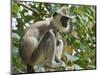 Grey (Hanuman) Langur Monkey in This Sacred Pilgrimage Town, Often Seen Begging at Temples, Katarag-Robert Francis-Mounted Photographic Print