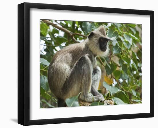 Grey (Hanuman) Langur Monkey in This Sacred Pilgrimage Town, Often Seen Begging at Temples, Katarag-Robert Francis-Framed Photographic Print