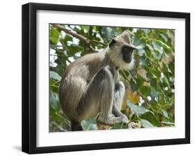 Grey (Hanuman) Langur Monkey in This Sacred Pilgrimage Town, Often Seen Begging at Temples, Katarag-Robert Francis-Framed Photographic Print