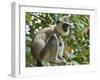 Grey (Hanuman) Langur Monkey in This Sacred Pilgrimage Town, Often Seen Begging at Temples, Katarag-Robert Francis-Framed Photographic Print