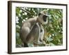 Grey (Hanuman) Langur Monkey in This Sacred Pilgrimage Town, Often Seen Begging at Temples, Katarag-Robert Francis-Framed Photographic Print