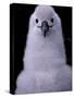 Grey-headed Albatross Chick, South Georgia Island, Antarctica-Art Wolfe-Stretched Canvas