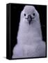 Grey-headed Albatross Chick, South Georgia Island, Antarctica-Art Wolfe-Framed Stretched Canvas