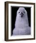 Grey-headed Albatross Chick, South Georgia Island, Antarctica-Art Wolfe-Framed Photographic Print