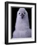 Grey-headed Albatross Chick, South Georgia Island, Antarctica-Art Wolfe-Framed Photographic Print