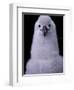 Grey-headed Albatross Chick, South Georgia Island, Antarctica-Art Wolfe-Framed Photographic Print