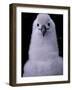 Grey-headed Albatross Chick, South Georgia Island, Antarctica-Art Wolfe-Framed Photographic Print