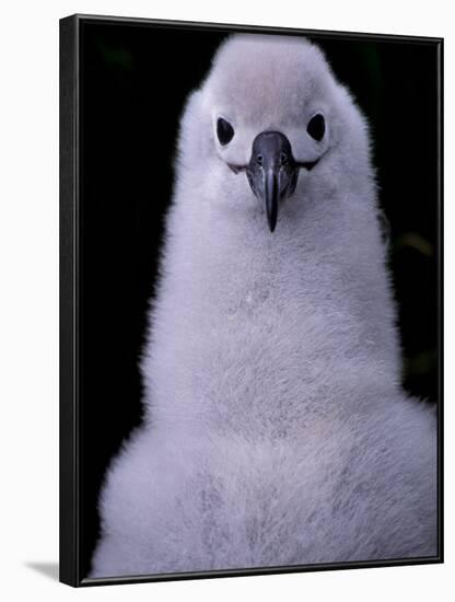 Grey-headed Albatross Chick, South Georgia Island, Antarctica-Art Wolfe-Framed Photographic Print