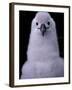 Grey-headed Albatross Chick, South Georgia Island, Antarctica-Art Wolfe-Framed Photographic Print