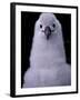 Grey-headed Albatross Chick, South Georgia Island, Antarctica-Art Wolfe-Framed Photographic Print