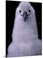 Grey-headed Albatross Chick, South Georgia Island, Antarctica-Art Wolfe-Mounted Photographic Print