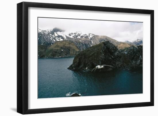 Grey-Headed Albatross in Flight-null-Framed Photographic Print