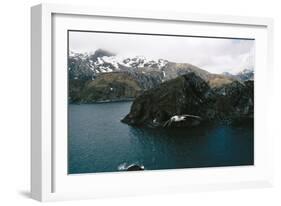Grey-Headed Albatross in Flight-null-Framed Photographic Print