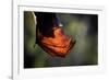 Grey-headed flying-fox hanging upside down in tree, Australia-Doug Gimesy-Framed Photographic Print