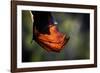 Grey-headed flying-fox hanging upside down in tree, Australia-Doug Gimesy-Framed Photographic Print