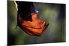 Grey-headed flying-fox hanging upside down in tree, Australia-Doug Gimesy-Mounted Photographic Print