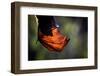 Grey-headed flying-fox hanging upside down in tree, Australia-Doug Gimesy-Framed Photographic Print