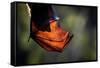 Grey-headed flying-fox hanging upside down in tree, Australia-Doug Gimesy-Framed Stretched Canvas