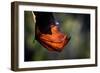 Grey-headed flying-fox hanging upside down in tree, Australia-Doug Gimesy-Framed Photographic Print