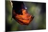 Grey-headed flying-fox hanging upside down in tree, Australia-Doug Gimesy-Mounted Photographic Print