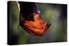 Grey-headed flying-fox hanging upside down in tree, Australia-Doug Gimesy-Stretched Canvas