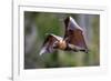 Grey-headed flying-fox in flight, with tongue out, Australia-Doug Gimesy-Framed Photographic Print