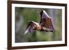 Grey-headed flying-fox in flight, with tongue out, Australia-Doug Gimesy-Framed Photographic Print