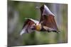 Grey-headed flying-fox in flight, with tongue out, Australia-Doug Gimesy-Mounted Photographic Print