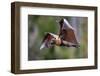 Grey-headed flying-fox in flight, with tongue out, Australia-Doug Gimesy-Framed Photographic Print