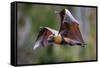 Grey-headed flying-fox in flight, with tongue out, Australia-Doug Gimesy-Framed Stretched Canvas