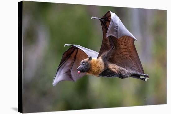 Grey-headed flying-fox in flight, with tongue out, Australia-Doug Gimesy-Stretched Canvas