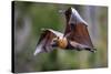 Grey-headed flying-fox in flight, with tongue out, Australia-Doug Gimesy-Stretched Canvas