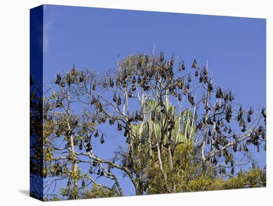 Grey-Headed Flying Fox, (Ptereopus Poliocephalus), Botanical Garden, Sydney, Australia-Thorsten Milse-Stretched Canvas