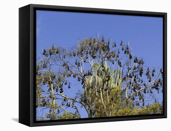 Grey-Headed Flying Fox, (Ptereopus Poliocephalus), Botanical Garden, Sydney, Australia-Thorsten Milse-Framed Stretched Canvas