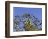 Grey-Headed Flying Fox, (Ptereopus Poliocephalus), Botanical Garden, Sydney, Australia-Thorsten Milse-Framed Photographic Print