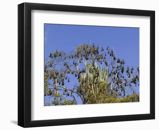 Grey-Headed Flying Fox, (Ptereopus Poliocephalus), Botanical Garden, Sydney, Australia-Thorsten Milse-Framed Photographic Print