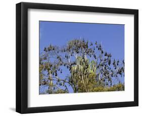 Grey-Headed Flying Fox, (Ptereopus Poliocephalus), Botanical Garden, Sydney, Australia-Thorsten Milse-Framed Photographic Print