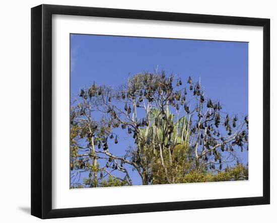 Grey-Headed Flying Fox, (Ptereopus Poliocephalus), Botanical Garden, Sydney, Australia-Thorsten Milse-Framed Photographic Print