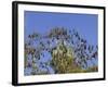 Grey-Headed Flying Fox, (Ptereopus Poliocephalus), Botanical Garden, Sydney, Australia-Thorsten Milse-Framed Photographic Print