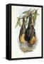 Grey-Headed Flying Fox-John Gould-Framed Stretched Canvas